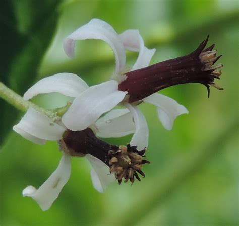 Melia azedarach - Leon Levy Native Plant Preserve