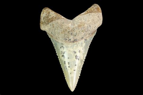 1.72" Serrated, Fossil Great White Shark (Carcharodon) Tooth (#142300) For Sale - FossilEra.com