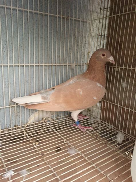 Rare racing pigeons, Colored homing pigeons - Rare Colored Racing Homing Pigeons