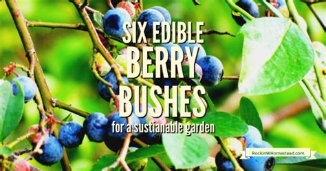 Six Edible Berry Bushes for a Sustainable Garden | Rockin W Homestead