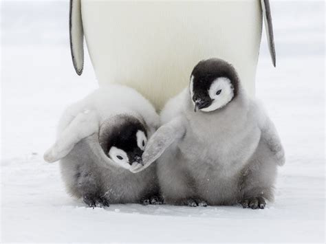 Storms Keep Drowning All the Babies in this Massive Colony of Penguins ...