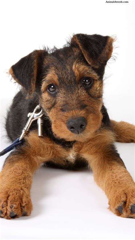 Airedale Terrier - Puppies, Rescue, Pictures, Information, Temperament ...