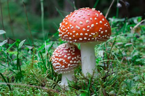 Man Creates Mushroom Match Holder and It’s the Cutest Thing - Dengarden News