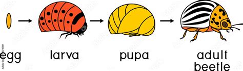 Life cycle of Colorado potato beetle or Leptinotarsa decemlineata ...