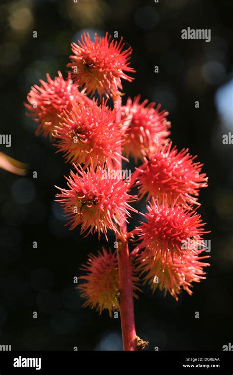 Castor Oil Plant Stock Photo - Alamy