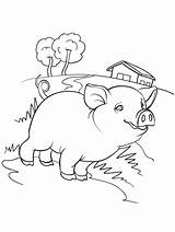Baby Pig coloring Page sketch template