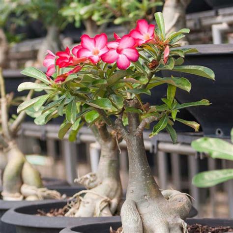 Desert Rose (Adenium obesum) | Tooth Mountain Nursery