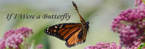 If I Were a Butterfly — Irresistible Upbeat Song