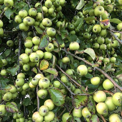 Crab Apple (Malus sylvestris)| British Trees & Hedges | Habitat Aid