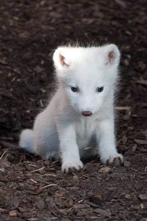 Arctic Fox | Cute animals, Cute baby animals, Baby arctic fox