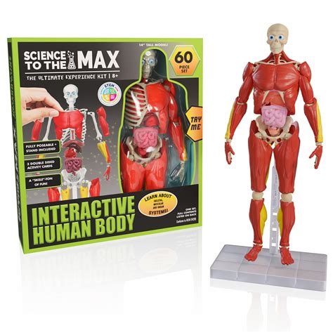 Buy Be Amazing! Toys Interactive Human Body - 60 Piece Fully Poseable Anatomy Figure – 14” Tall ...