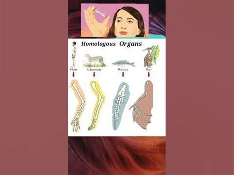 difference between homologous and analogous organs |#biologyclass10 ...