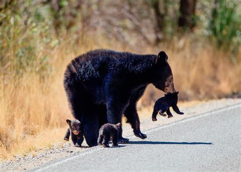 misterlemonzest: “loveforallbears: “A black bear mother with cubs in ...