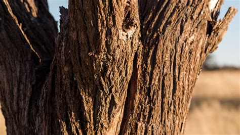 A close-up static timelapse of the bark of an Acacia tree at sunset in the South African Savanna ...