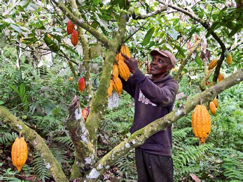 IITA launches global initiative to boost cocoa production - EnviroNews ...