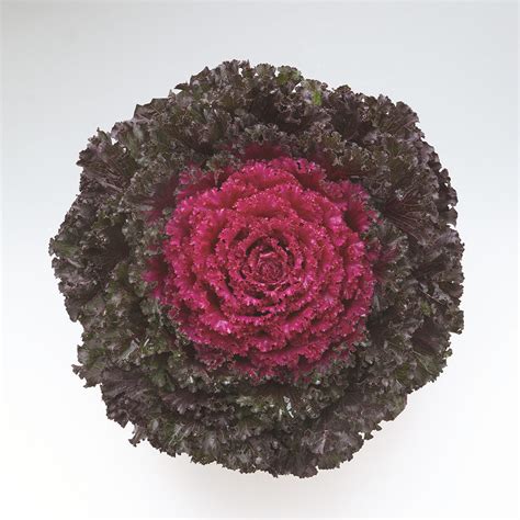 Ornamental Kale - Crystal Deep Red - Milaegers