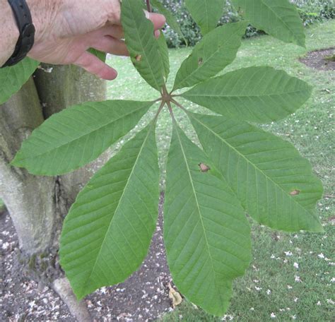 Leaf Palmate - Tree Guide UK - Tree ID by palmate leaf