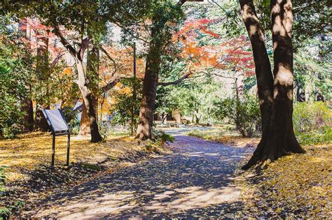 Autumn leaves, Shinjuku Gyoen National Park — I am Suanlee