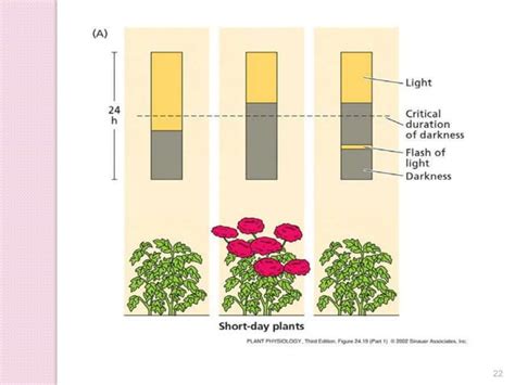 Physiology of flowering, photoperiodism