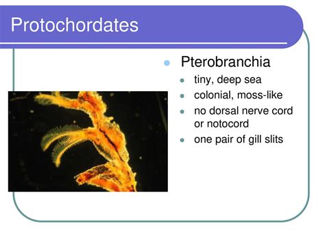 Examples Of Protochordata