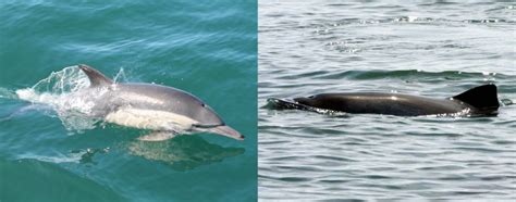 Porpoise vs Dolphin | Sea Creatures | Marine Conservation