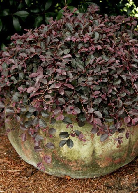 Purple Pixie Loropetalum | Shop Online with PlantsbyMail.com | Southern ...