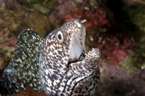 Spotted Moray Eel close-up stock image. Image of ocean - 15486009