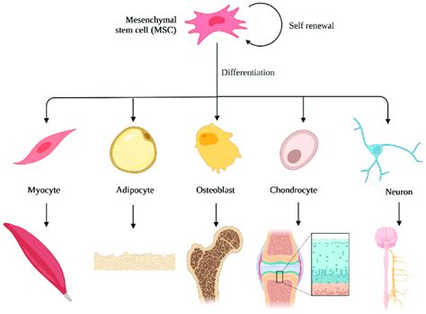 Mesenchymal stem cells differentiation. Created with BioRender.com... | Download Scientific Diagram