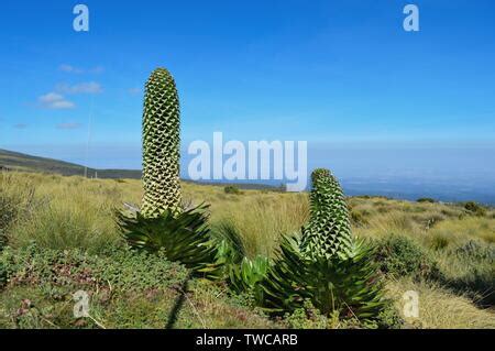 Giant Lobelia (Lobelia deckenii) in Mount Kenya National Park, Kenya, Africa Stock Photo - Alamy