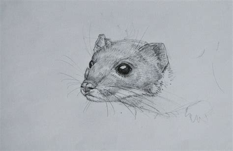 Weasel Drawing | Drawings, Weasel, Animal tattoo