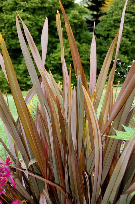 Gardening 101: New Zealand Flax - Gardenista