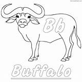 Buffalo Coloring Pages For Kids At GetColoringscom  Free Printable sketch template