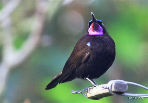 "African Black Sunbird" by Rina Greeff | Redbubble