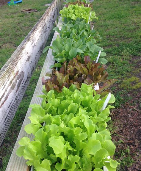 21 DIY Lettuce Garden Ideas (Lettuce Planter Projects for Gardeners)