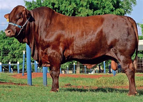 Bonsmara-Cattle | Junk Mail Blog