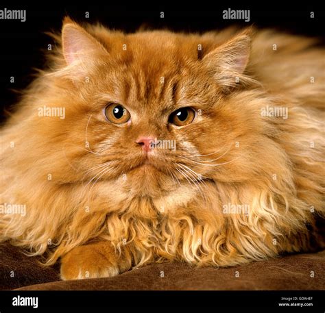 Red persian cat hi-res stock photography and images - Alamy