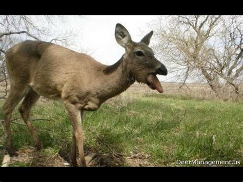 ODNR- Second Case of (CWD) Chronic Wasting Disease "Zombie Deer Disease ...