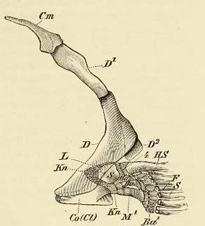 This image is taken from Comparative anatomy of vertebrate… | Flickr