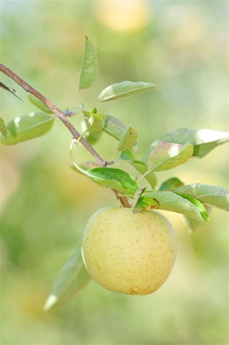 Golden apple stock image. Image of fresh, macro, food - 16243239