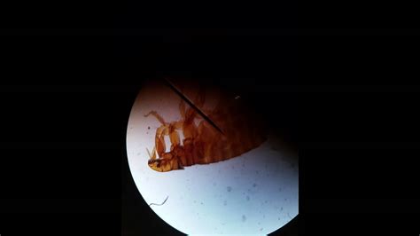 Flea under a microscope - YouTube