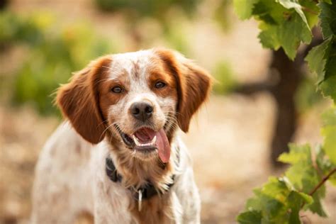 Brittany Spaniel Mixes - PupVine