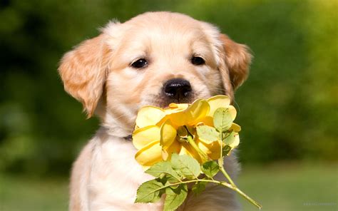 Golden Retriever Puppy Wallpaper - WallpaperSafari