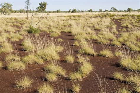 Hard spinifex plain pastures in the Kimberley | Agriculture and Food