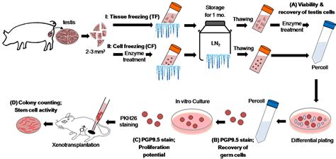 Cryopreservation of porcine spermatogonial stem cells by slow-freezing testis tissue in ...