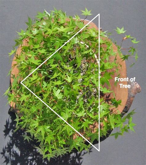 Maple Pruning Basics | Bonsai tree care, Pruning japanese maples, Maple bonsai