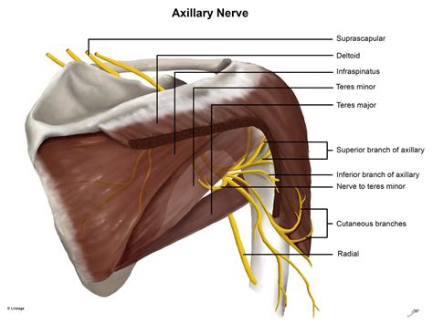 Axillary Nerve Distribution