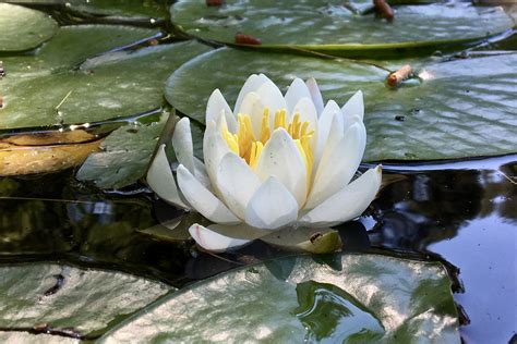 Fragrant Water Lily (Nymphaea odorata) – Seashore to Forest Floor