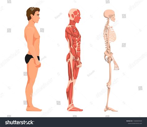 Vector Illustration Man Anatomy Cartoon Realistic: vector de stock ...