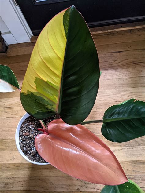 An Ultra Rare Variegated Philodendron Red Congo : r/RareHouseplants