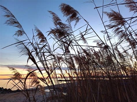 Premium Photo | Grass on the sunset beach